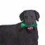 Černý labrador