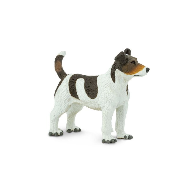 Jack Russel teriér