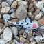 Safari Ltd. Figurka - Koi kapr