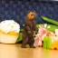 Safari Ltd. Figurka - Medvěd Grizzly