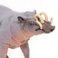 Babirusa