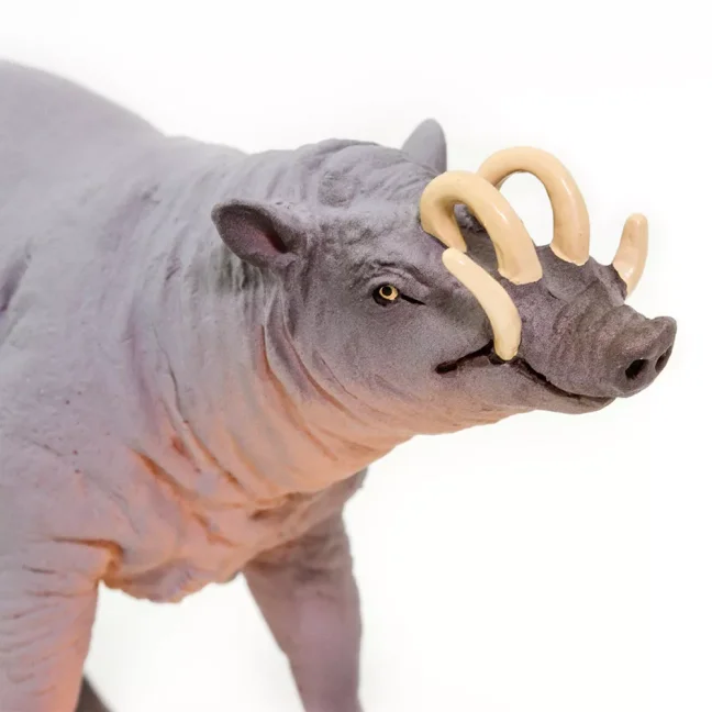 Babirusa