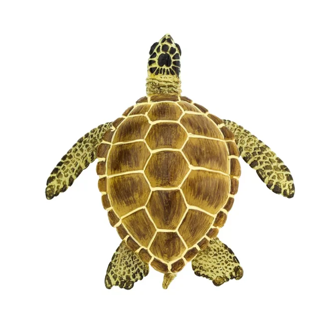 Kareta obecná