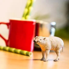 Babirusa