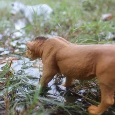 Safari Ltd. Figurka - Dospívající lev