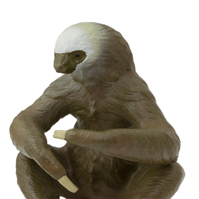 Lenochod dvouprstý