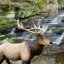 Safari Ltd. Figurka - Wapiti