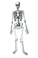 Pěnová puzzle kostra