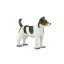Jack Russel teriér