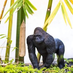 Stříbrohřbetý samec gorily