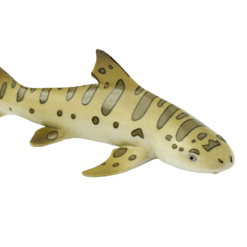 Žralok leopardí