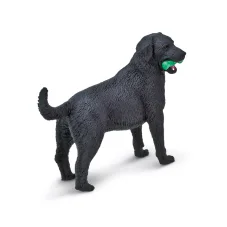 Černý labrador