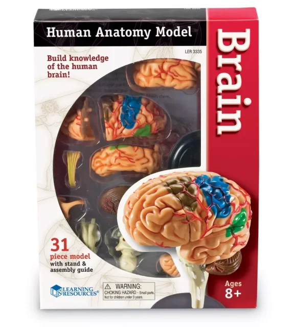 Anatomický model mozku