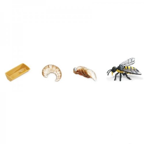 Životní cyklus - Včela