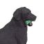 Černý labrador