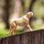 Gepard