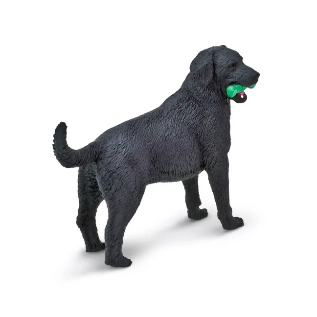 Černý labrador