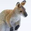 Safari Ltd. Figurka - Klokan (Wallaby)