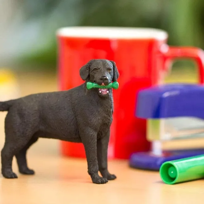 Černý labrador