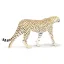 Gepard