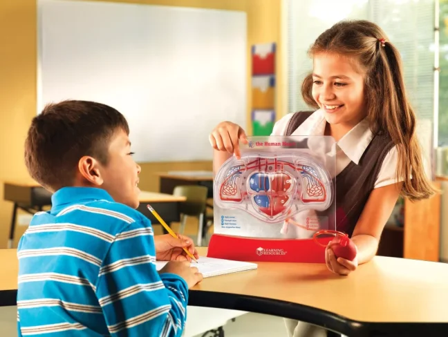 Krevní oběh v srdci