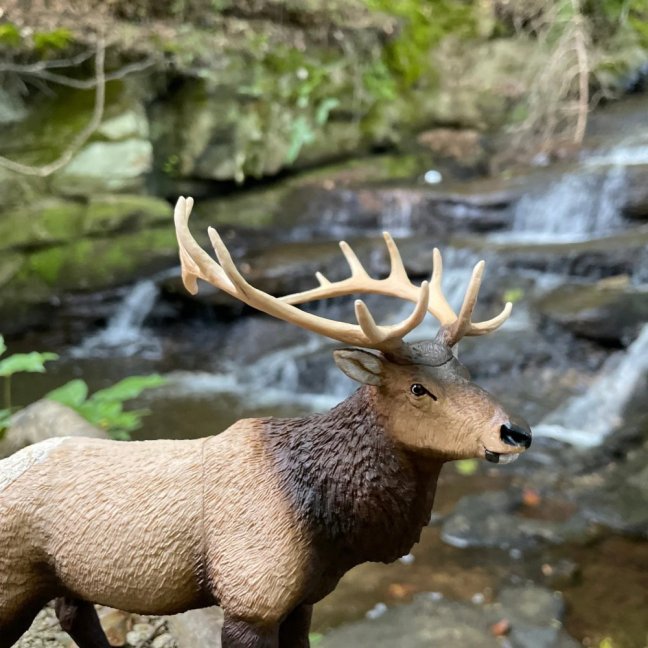 Safari Ltd. Figurka - Wapiti