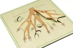 Puzzle - kořen