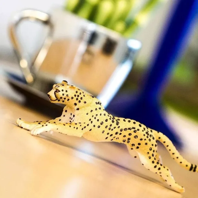 Gepard
