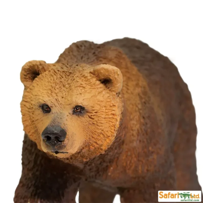 Medvěd Grizzly
