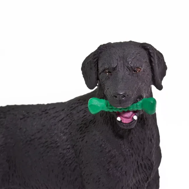 Černý labrador