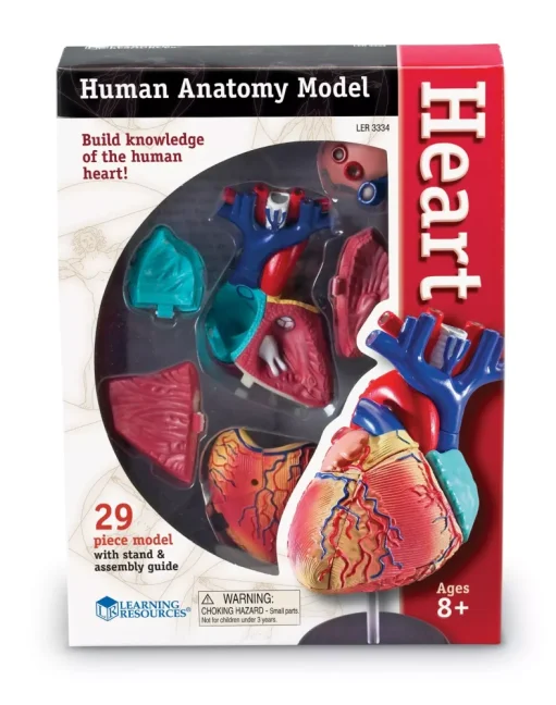 Anatomický model srdce