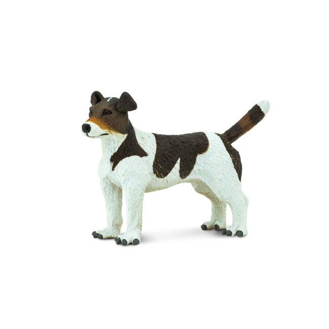 Jack Russel teriér