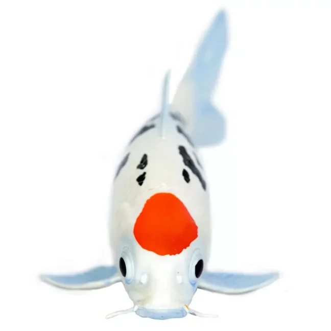 Safari Ltd. Figurka - Koi kapr