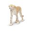 Gepard