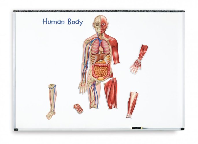 Oboustranné magnetické lidské tělo