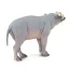 Babirusa