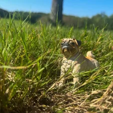 Safari Ltd. Figurka - Mops