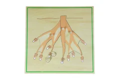 Puzzle - kořen