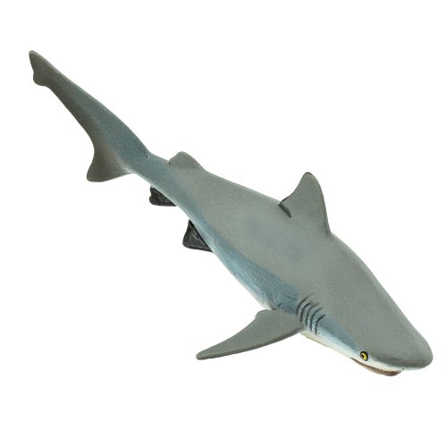 Žralok bělavý