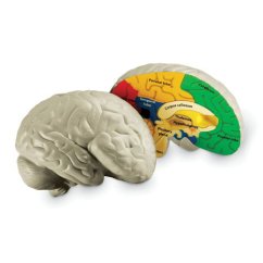 Anatomický model mozku