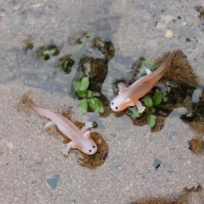 Safari Ltd. Axolotlové - Good Luck Minis