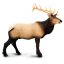 Safari Ltd. Figurka - Wapiti