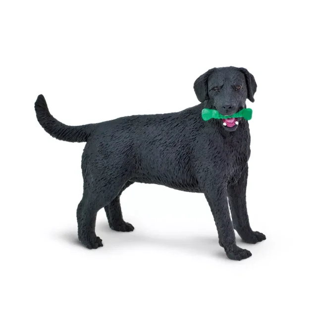 Černý labrador