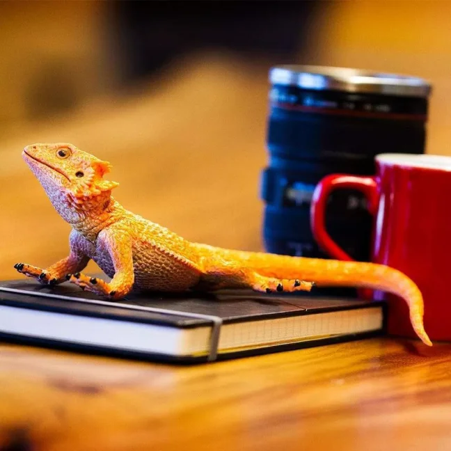 Figurka - Agama vousatá