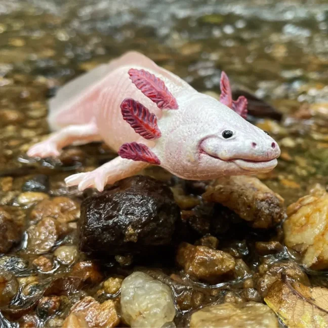 Safari Ltd. Figurka - Axolotl