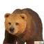 Medvěd Grizzly