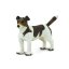Jack Russel teriér