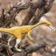 Figurka - Coelophysis