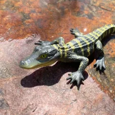 Safari Ltd. Figurka - Mládě Aligátora