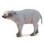 Babirusa